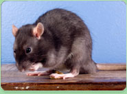 rat control Royston