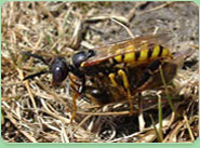 wasp control Royston