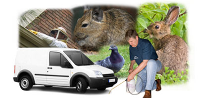 Royston local van